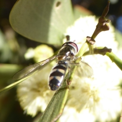 Melangyna sp. (genus)