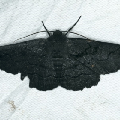 Male