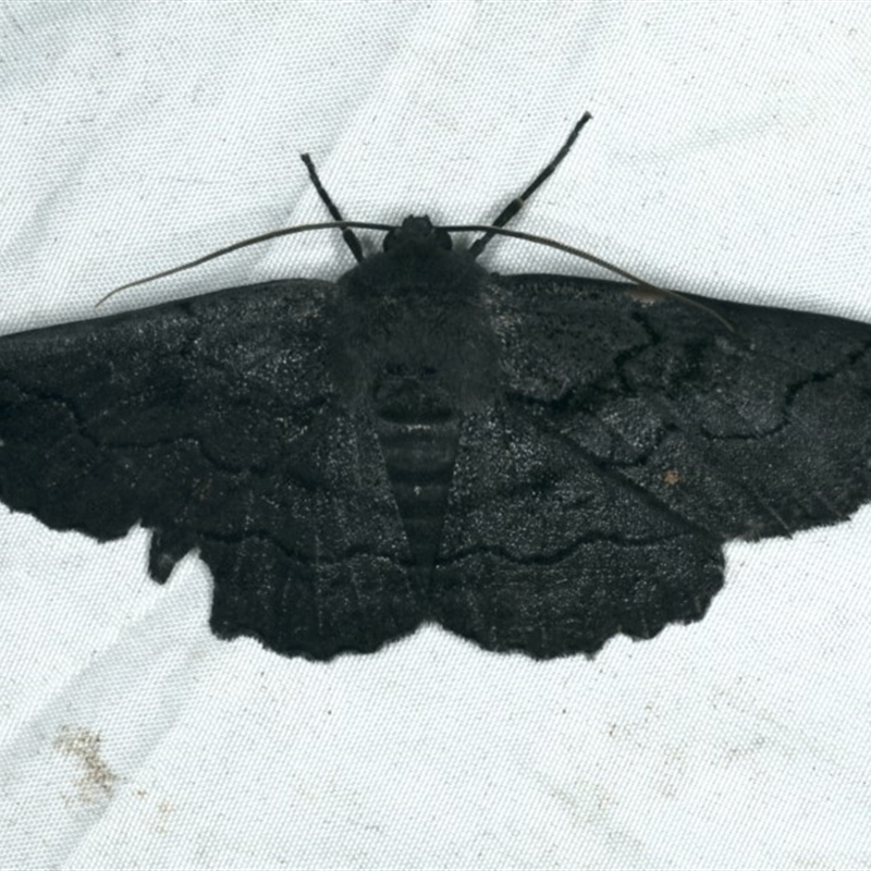 Male