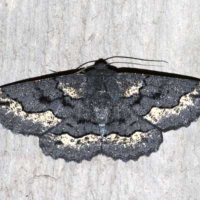 Melanodes anthracitaria