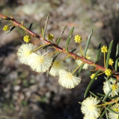 Acacia genistifolia