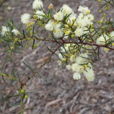 Acacia genistifolia