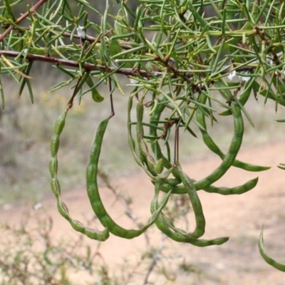 Acacia genistifolia