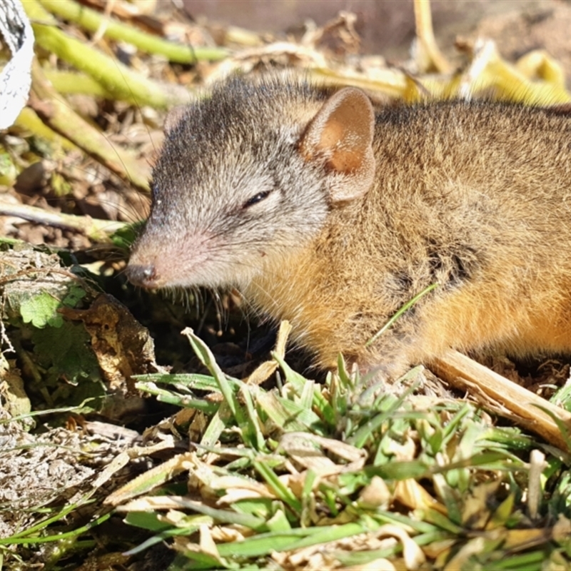 Antechinus flavipes