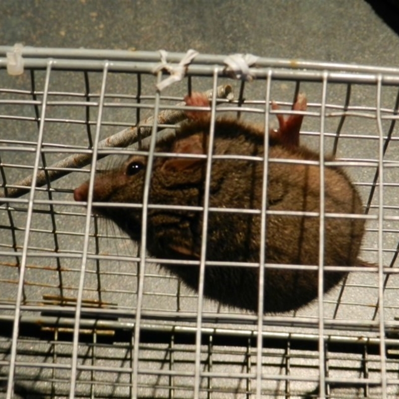 Antechinus flavipes