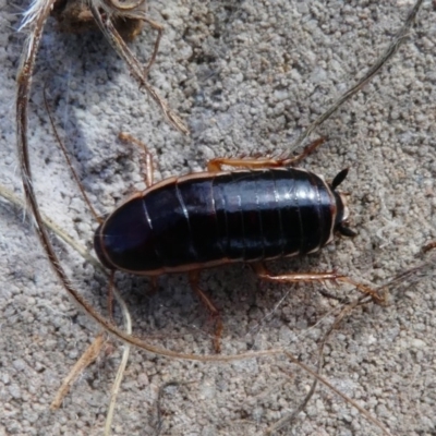 Melanozosteria dookiensis