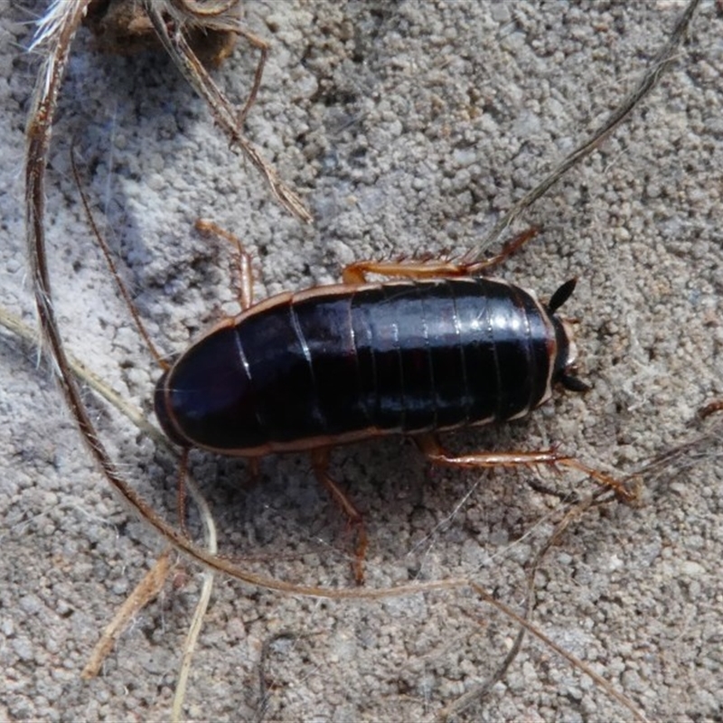 Melanozosteria dookiensis