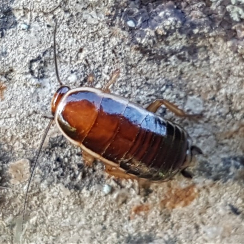 Melanozosteria dookiensis