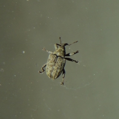 Melanterius sp. (genus)