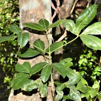 Melicope micrococca