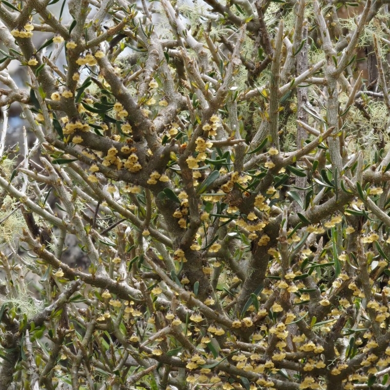 Melicytus angustifolius subsp. divaricatus