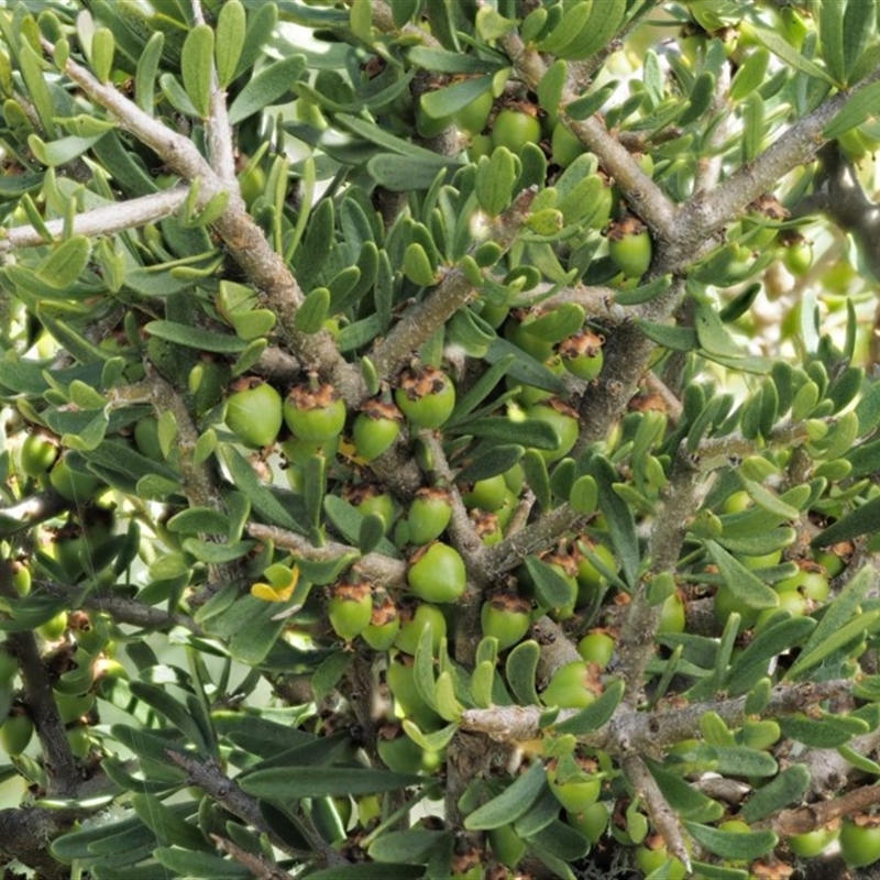 Melicytus angustifolius subsp. divaricatus