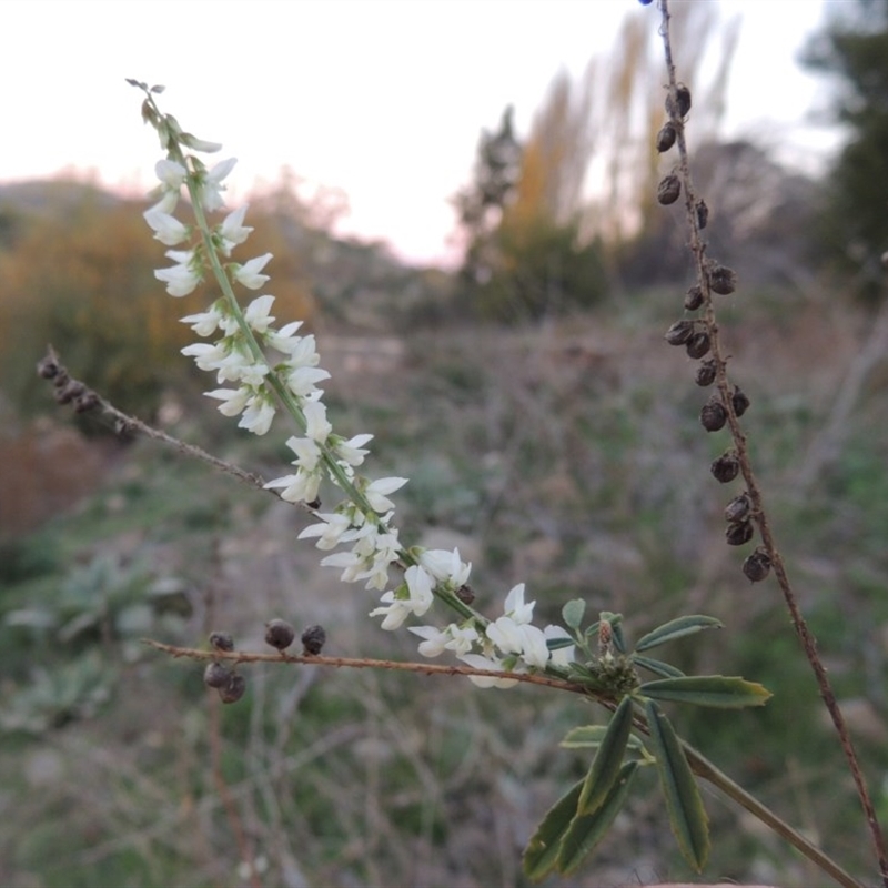 Melilotus albus