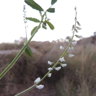 Melilotus albus