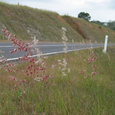 Melinis repens