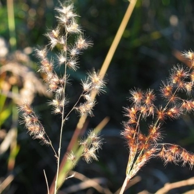 Melinis repens