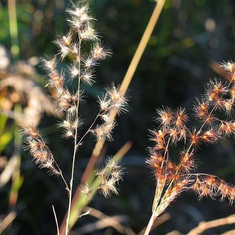 Melinis repens