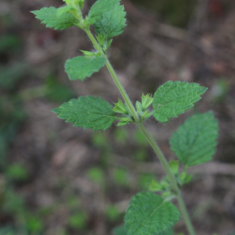 Melissa officinalis