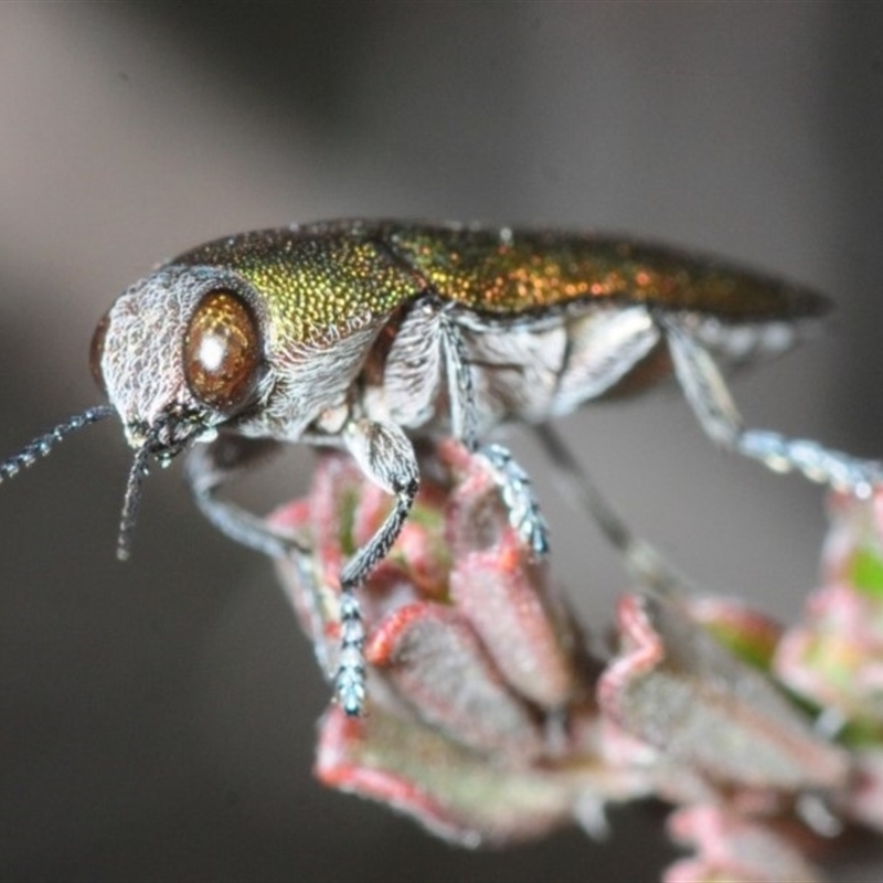 Melobasis propinqua