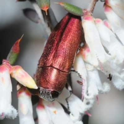 Melobasis propinqua