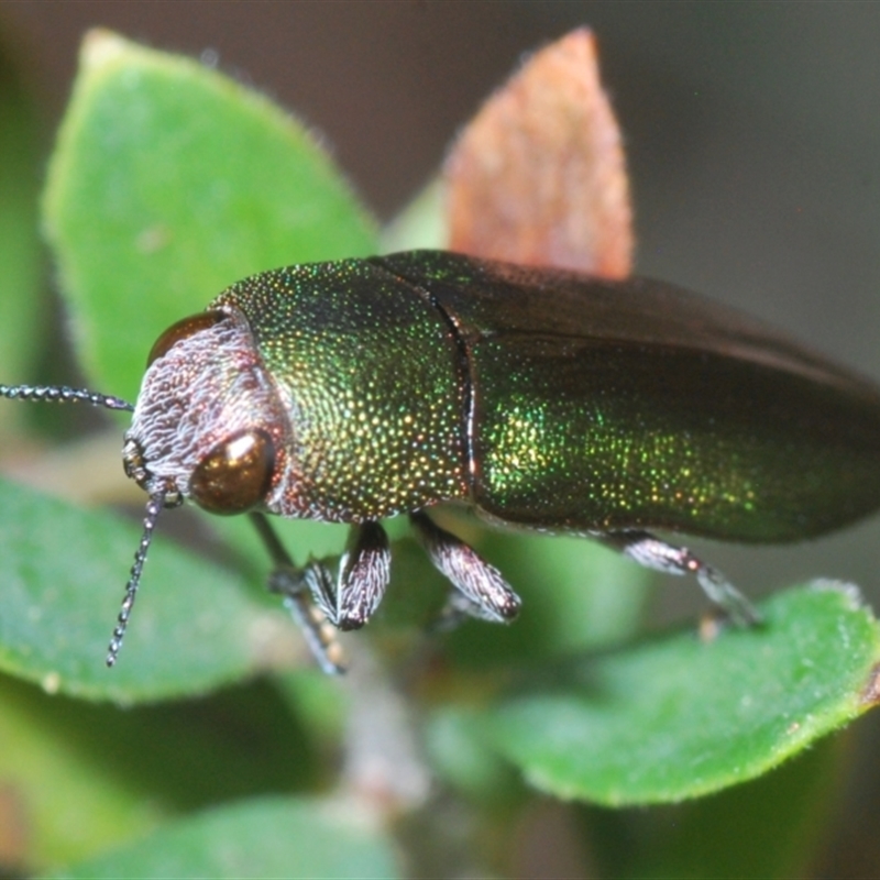 Melobasis propinqua