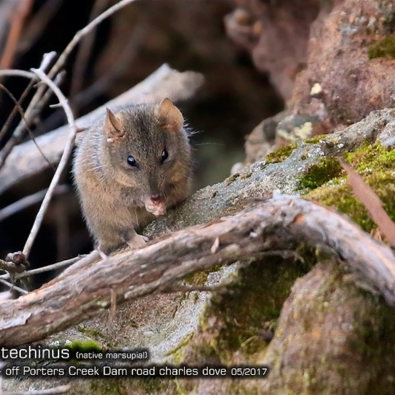 Antechinus stuartii