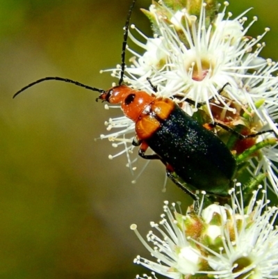 MELOIDAE (family)