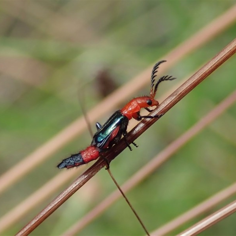 Melyridae (family)