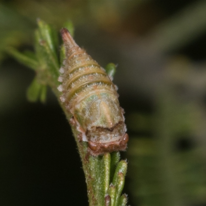 Membracidae sp. (family)