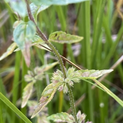 Mentha australis