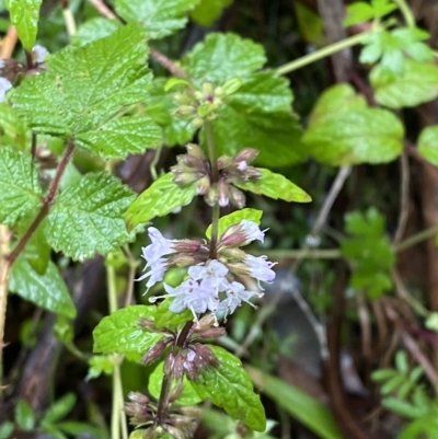 Mentha laxiflora