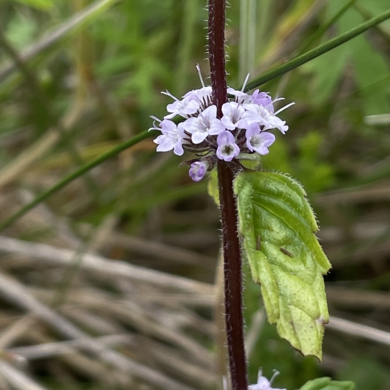 Mentha pulegium