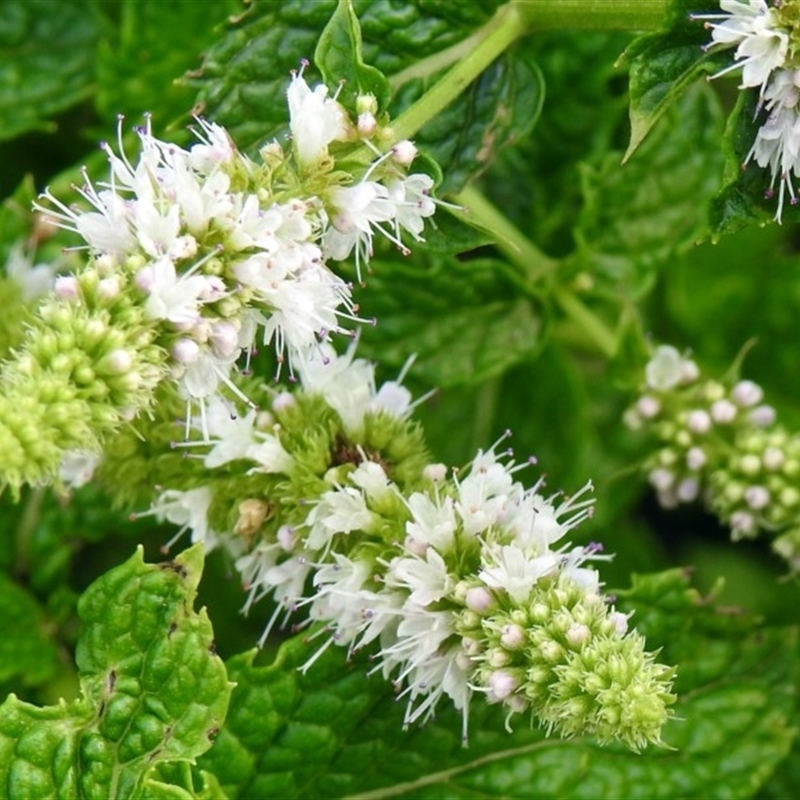 Mentha spicata