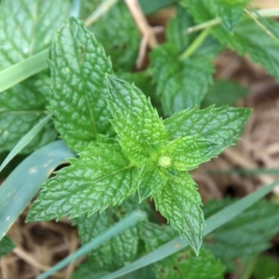 Mentha spicata