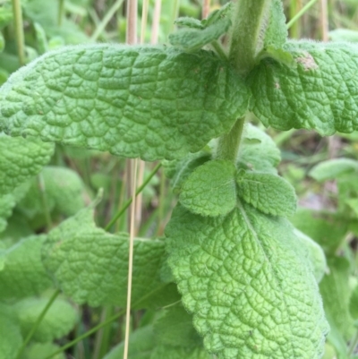 Mentha suaveolens