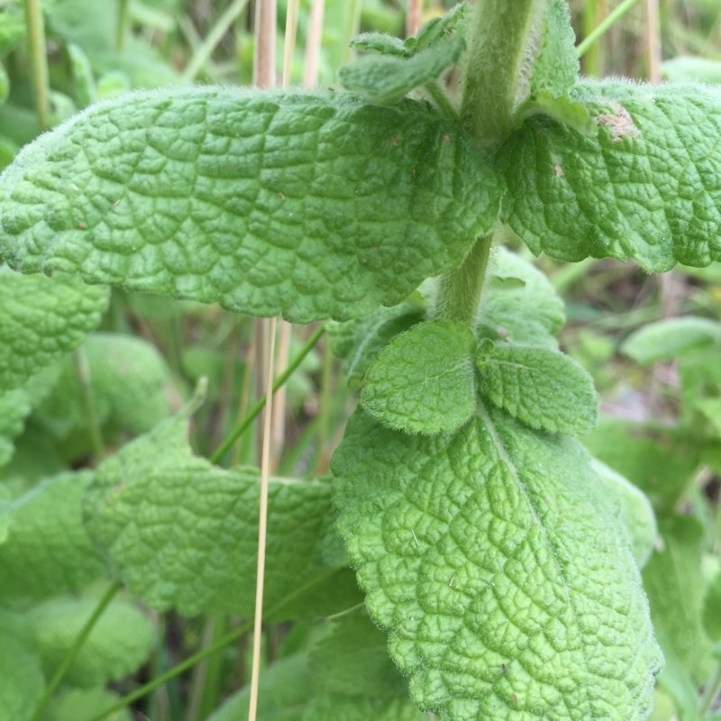 Mentha suaveolens