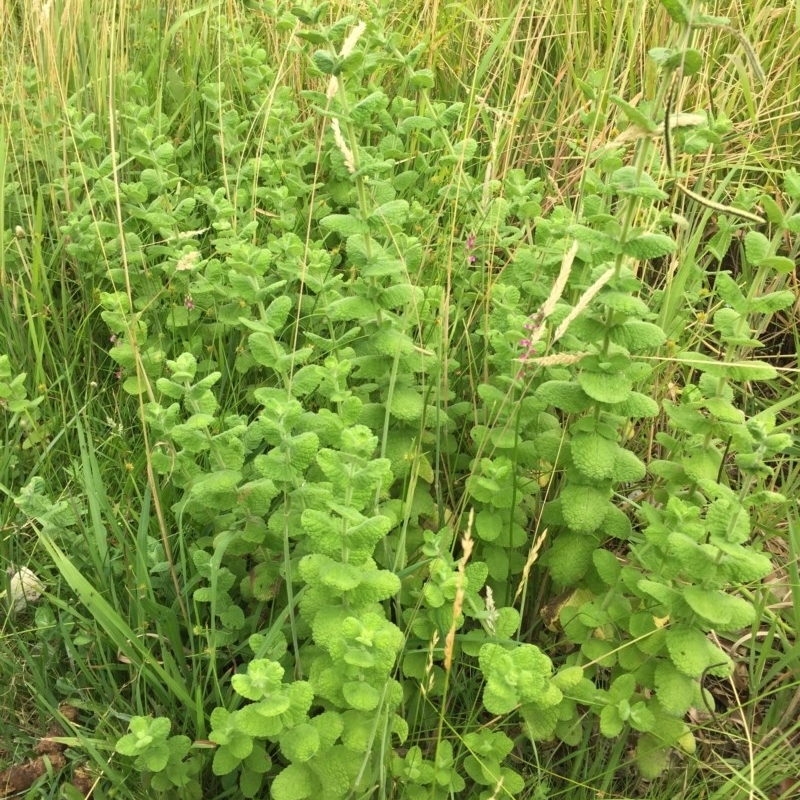 Mentha suaveolens