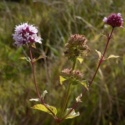 Mentha x piperita var. piperita