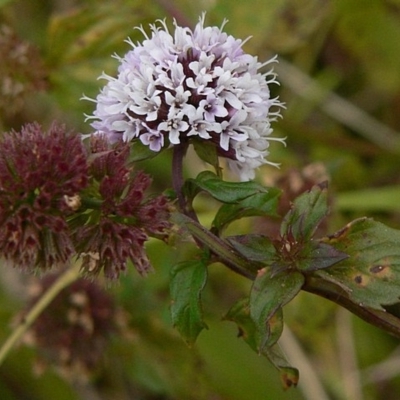 Mentha x piperita var. piperita