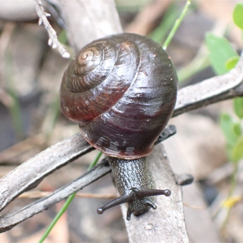 Sauroconcha jervisensis