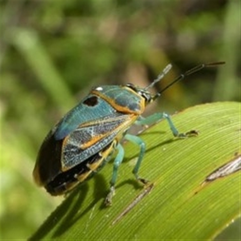 Antestiopsis sp. (genus)