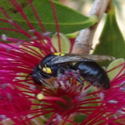 Meroglossa sp.