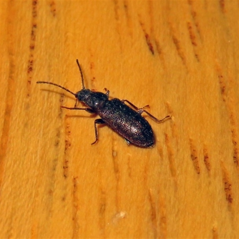 Meryx aequalis