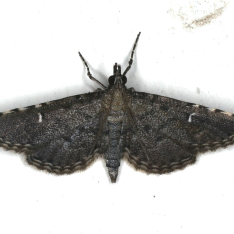 Metasia capnochroa