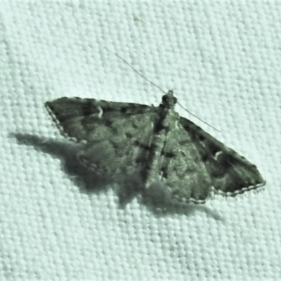 Metasia capnochroa