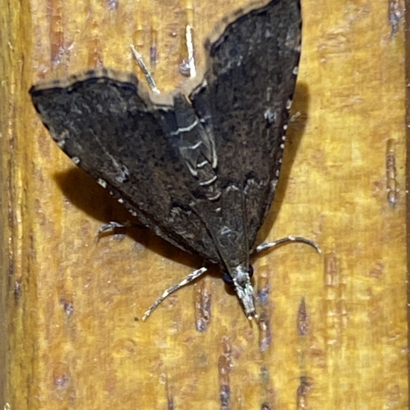 Metasia capnochroa