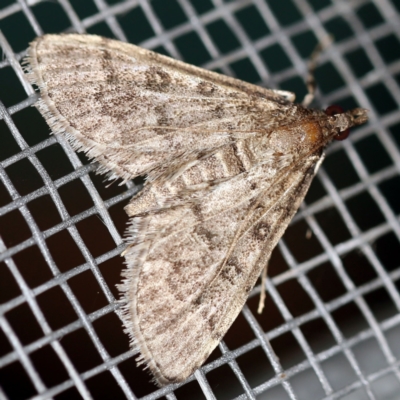 Metasia liophaea