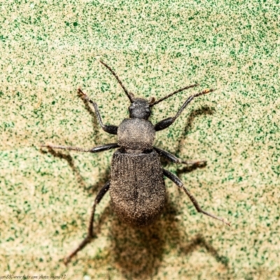 Metistete gibbicollis