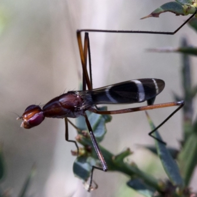 Metopochetus sp. (genus)