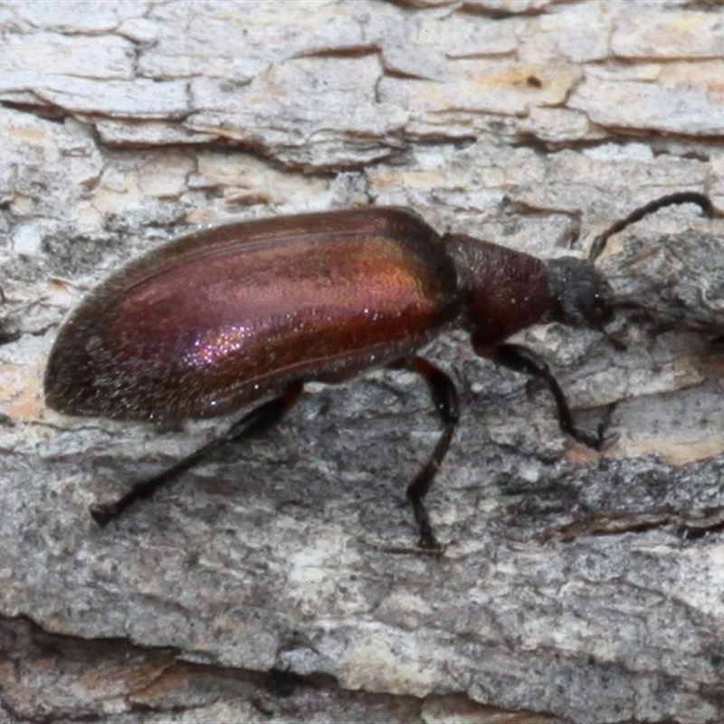 Metriolagria formicicola